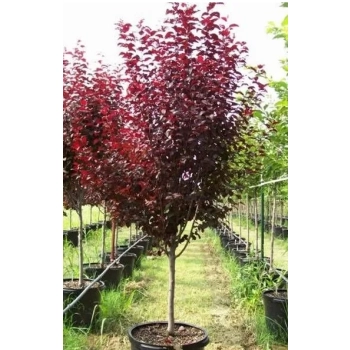 ŚLIWA PISARDII szczepiona na pniu -28c - sadzonki 120 / 150 cm